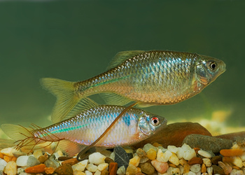 Bitterling (Rhodeus amarus) - © Michael Tiefenbach